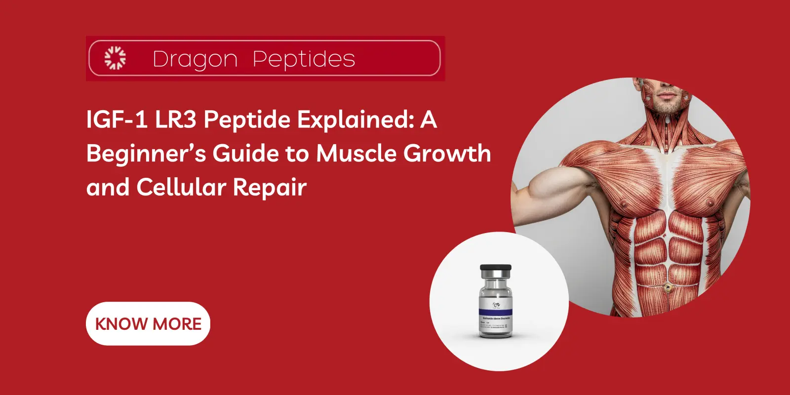 IGF-1 LR3 Peptide Explained: A Beginner's Guide to Muscle Growth and Cellular Repair