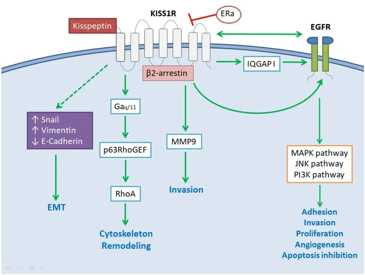 Dragon Pharma kisspeptin